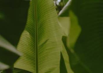 Mlango Farm Organic Banana Leaves – pc