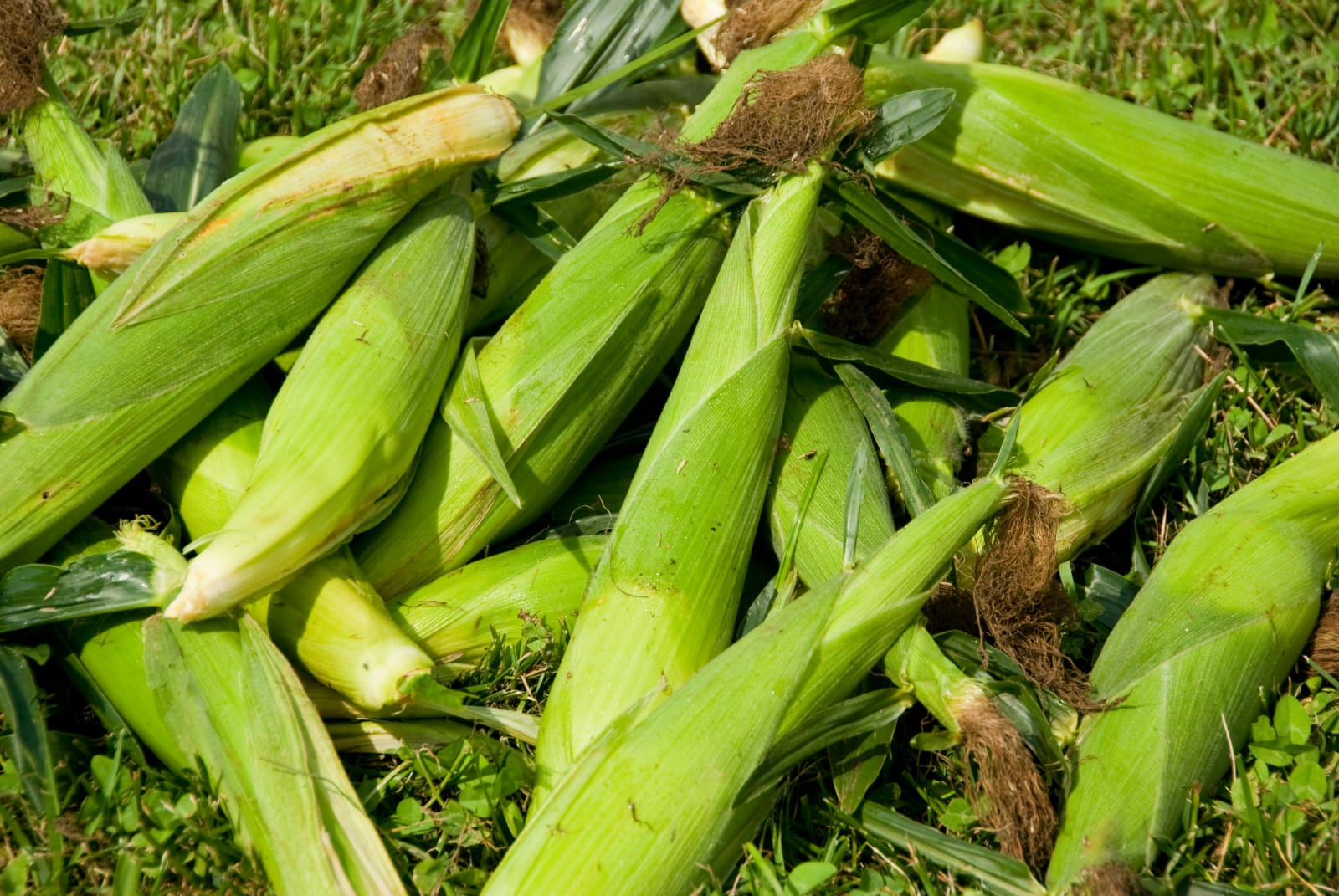 Buy Bhutta in Nairobi