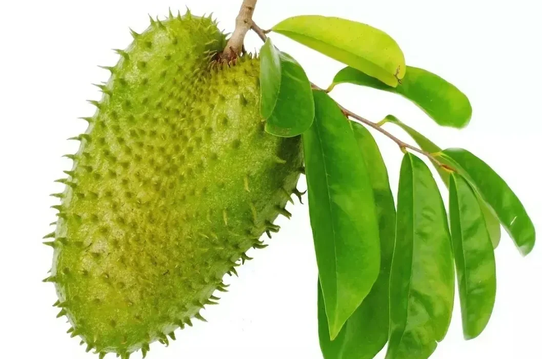 Order Soursop Leaves in Kenya