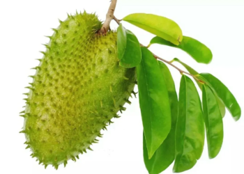 Soursop Leaves – bunch