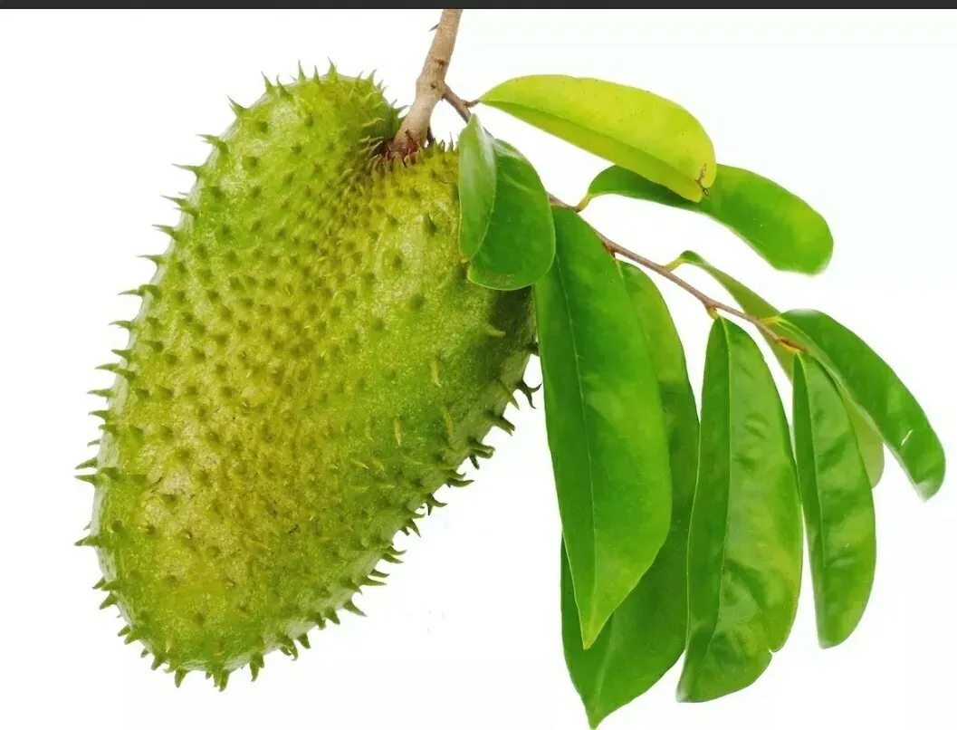 Order Soursop Leaves in Kenya