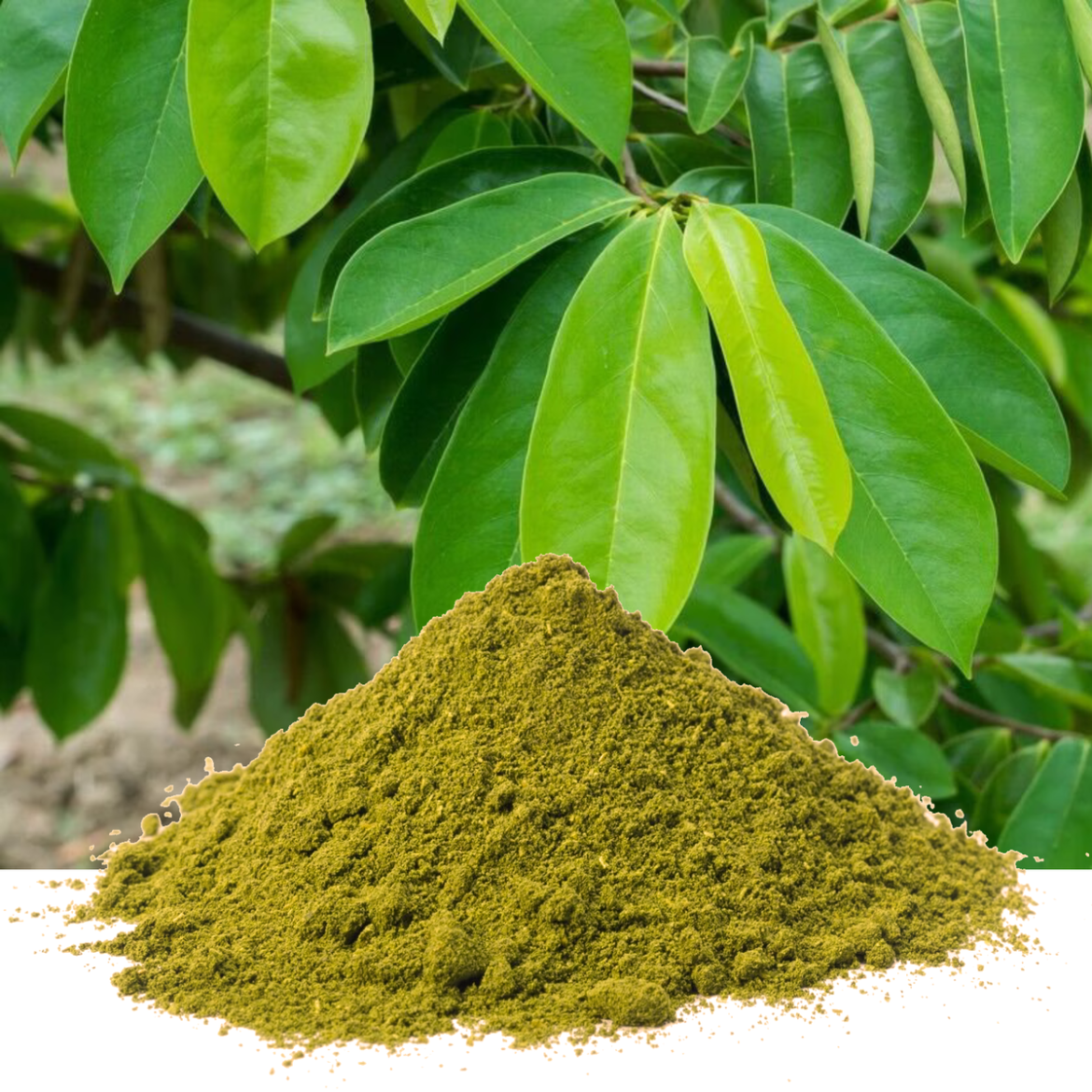How To Use Soursop Leaves and Powder