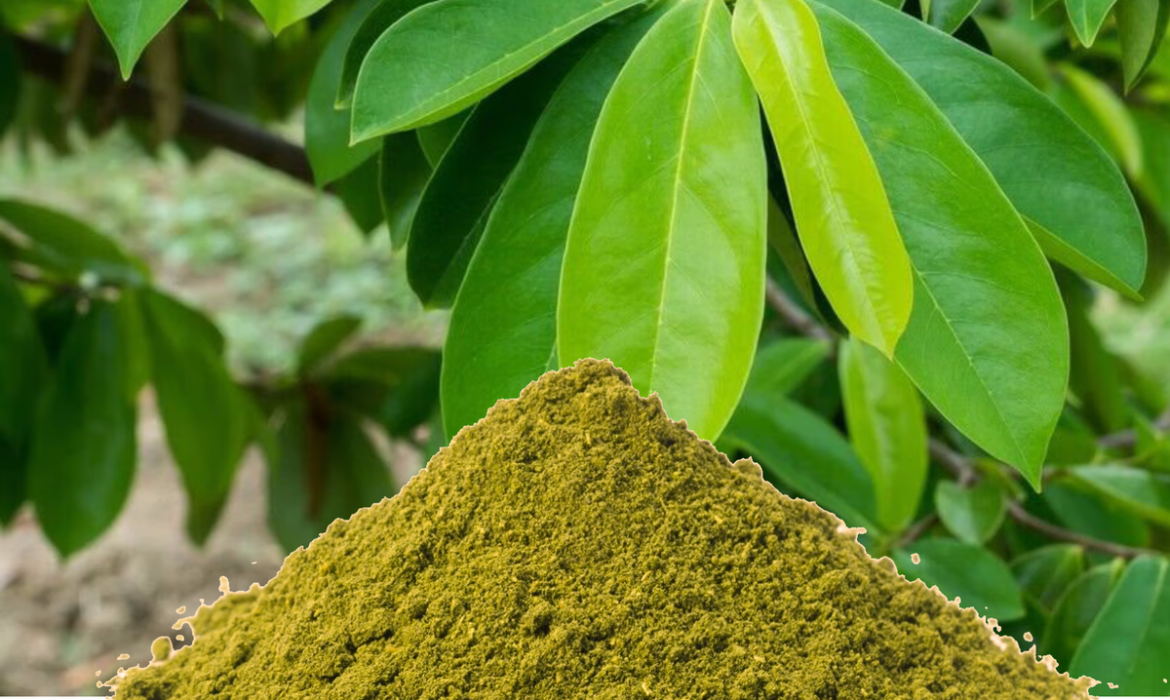 How To Use Soursop Leaves and Powder