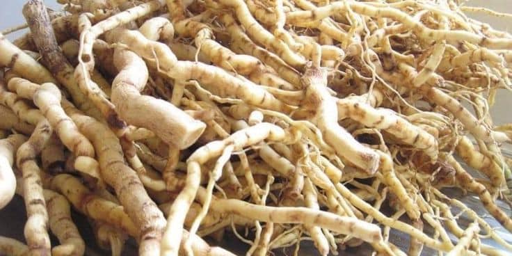 benefits of White's Ginger