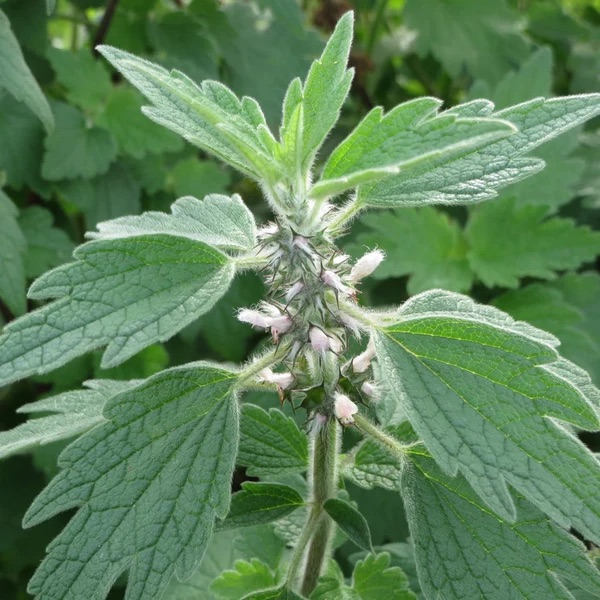 Order motherwort in Nairobi