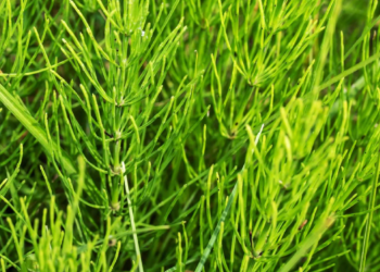 Horse Tail extract 100g