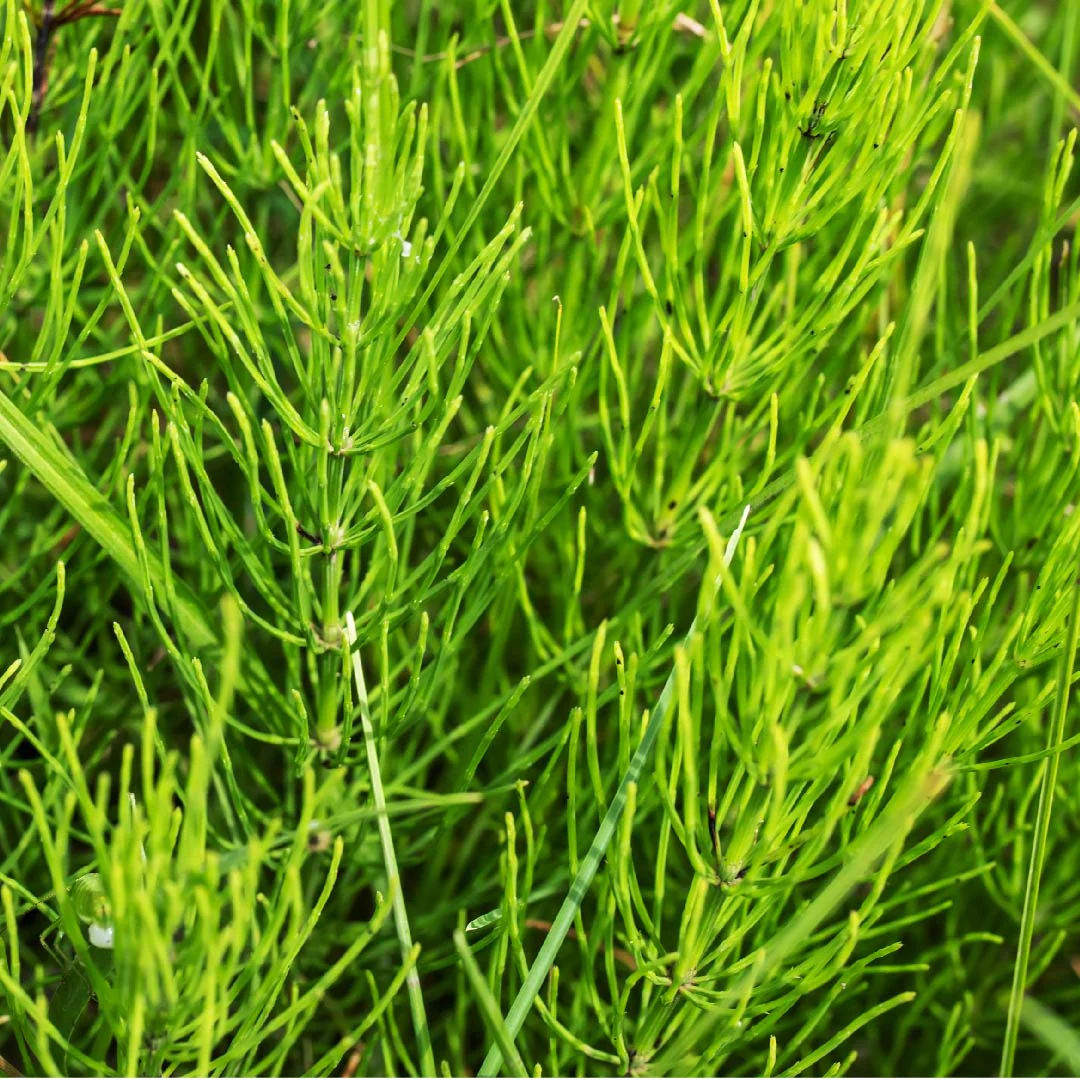 Buy Horse Tail Extract in Nairobi
