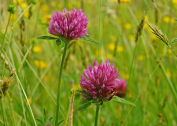 Red Clover Extract- 100g