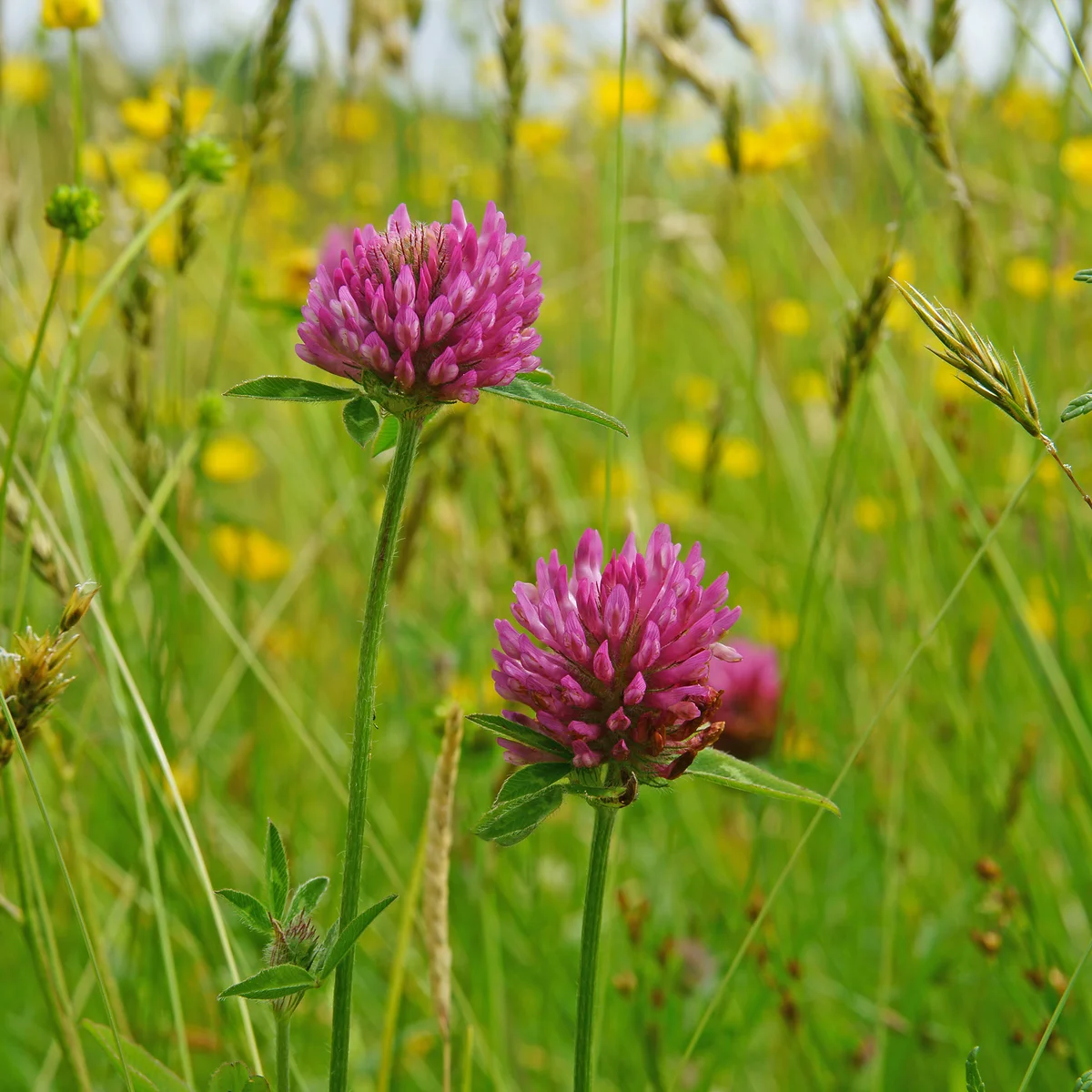 Buy Red Clover in Nairobi