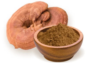 Reishi Extract – 100g
