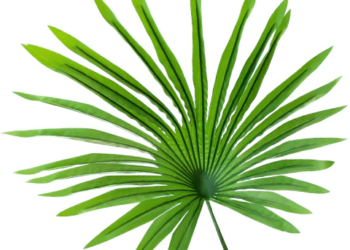 Saw Palmetto Powder- 100g