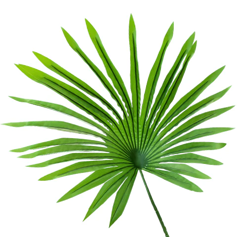 Saw Palmetto Powder- 100g